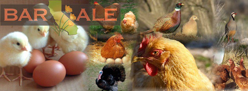 Bar Ale Organic Chicken Feed